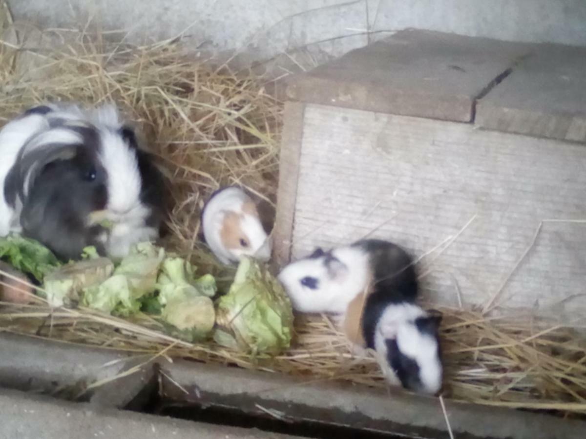 مبيت وإفطار فان La Ferme Du Vincin المظهر الخارجي الصورة